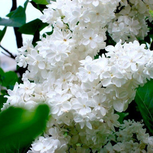 Саженцы Комплект 5шт / Сирень белая Жанна Д`Арк