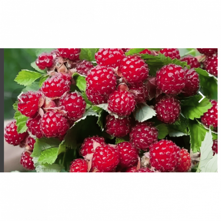 Комплект 5шт / Ежемалина Ред Даймонд (красная) - Высокий урожай, отличный вкус Комплект 5шт / Ежемалина Ред Даймонд (красная) - Высокий урожай, отличный вкус