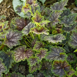Комплект 5шт / Гейхера зеленолистная Марвелос Марбл Комплект 5шт / Гейхера зеленолистная Марвелос Марбл